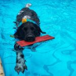 Friese stabij Bink gaat op zwemles