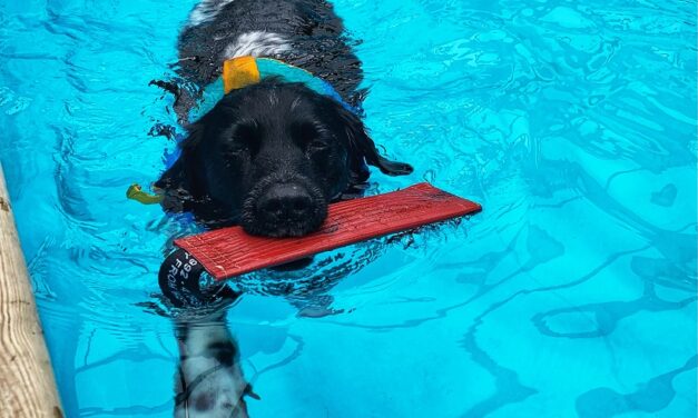 Friese stabij Bink gaat op zwemles
