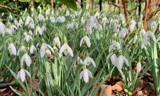 In Museum de Zwarte tulp staat lente op uitbarsten