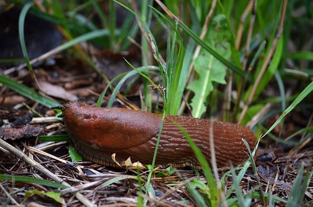 Naaktslakken wekken moordlust vreedzame tuinier