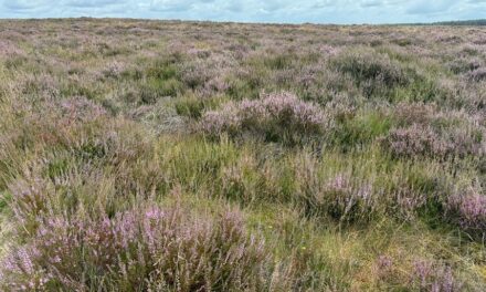 Wandelen over heide: daar bloei je zelf ook van op!