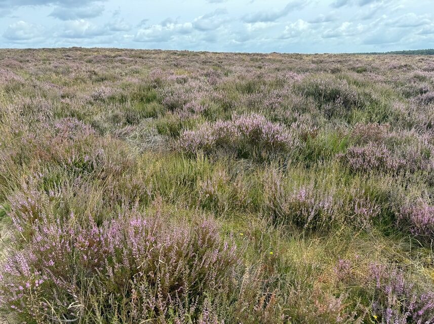 Wandelen over heide: daar bloei je zelf ook van op!