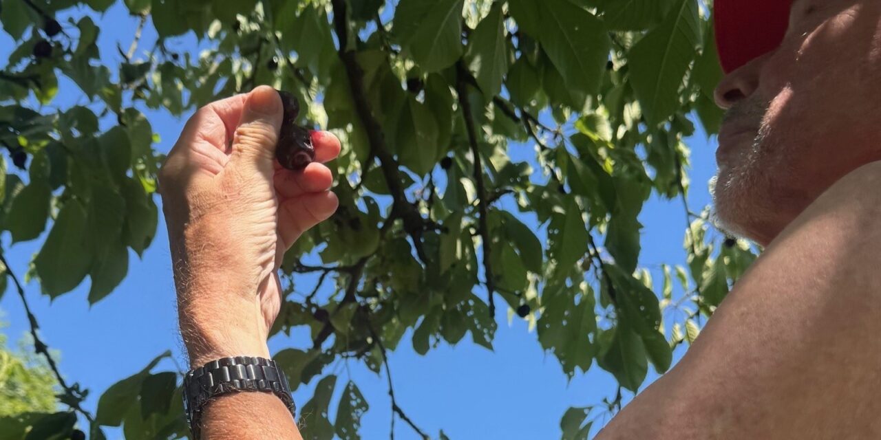 De fruitige zomer van 2025