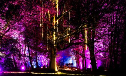 Kunst en natuur versmelten in De Grote Schijn