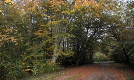 Tijd om naar het Amsterdamse Bos te gaan