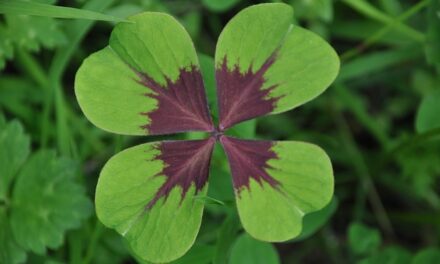 Maak jezelf gelukkig