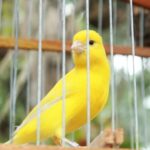 Nostalgie: over kanariepietjes en poesiealbums