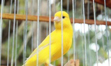 Nostalgie: over kanariepietjes en poesiealbums