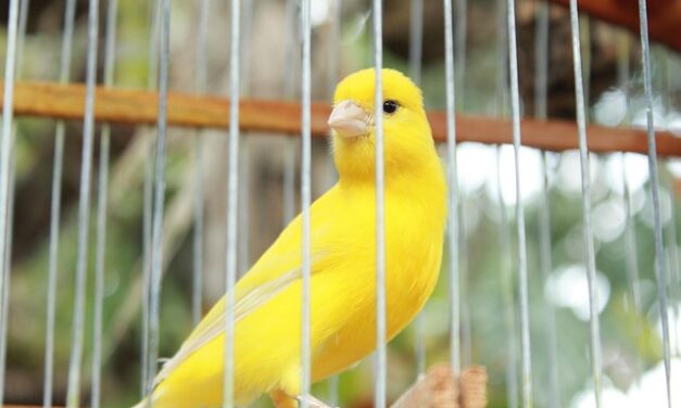 Nostalgie: over kanariepietjes en poesiealbums